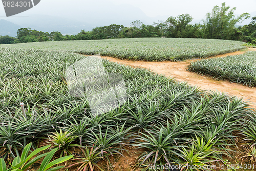 Image of Pineapple farm