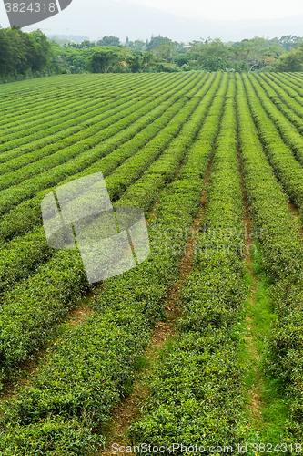 Image of Green tea meadow