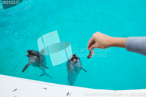 Image of Feeding Dolphin