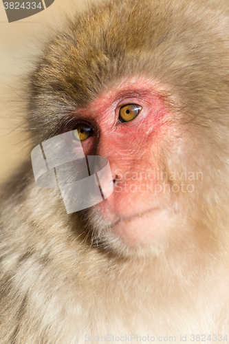 Image of Monkey in Japan