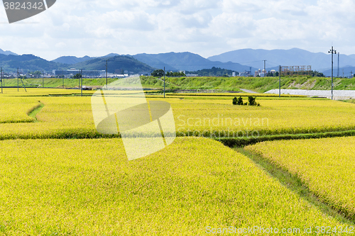 Image of Paddy rice field