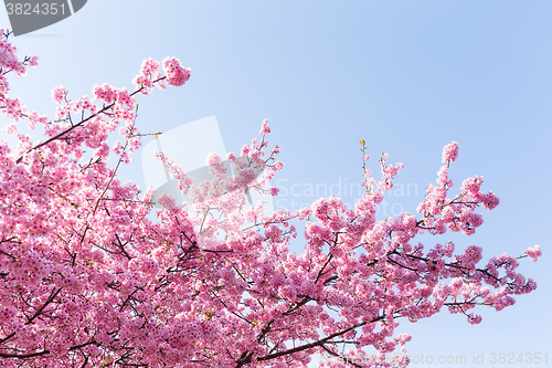 Image of Sakura tree with blue sky