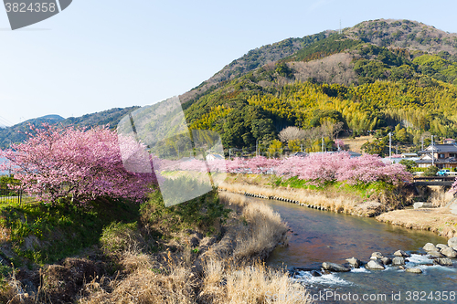 Image of Kawazu city with sakura