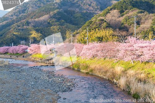 Image of Sakura tree and river in japan