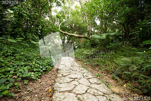 Image of Road through a scary forest