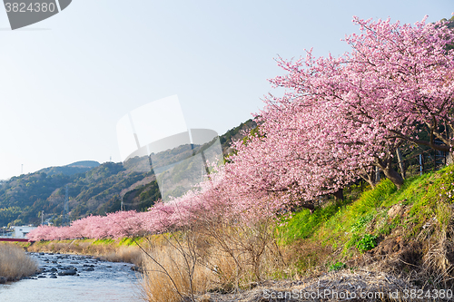 Image of Kawazu with beautiful Cherry 
