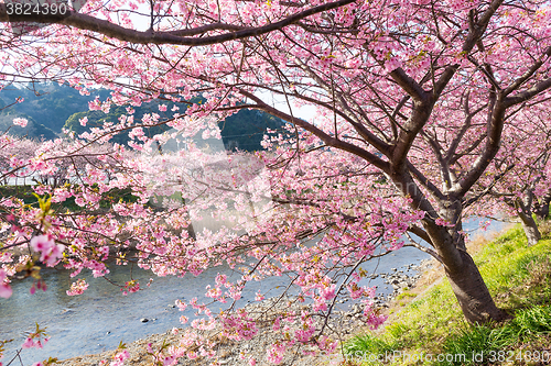 Image of Sakura tree