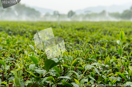 Image of Tea plants with drop water