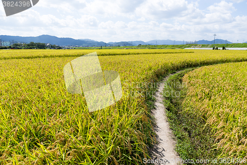 Image of Beautiful Rice fields