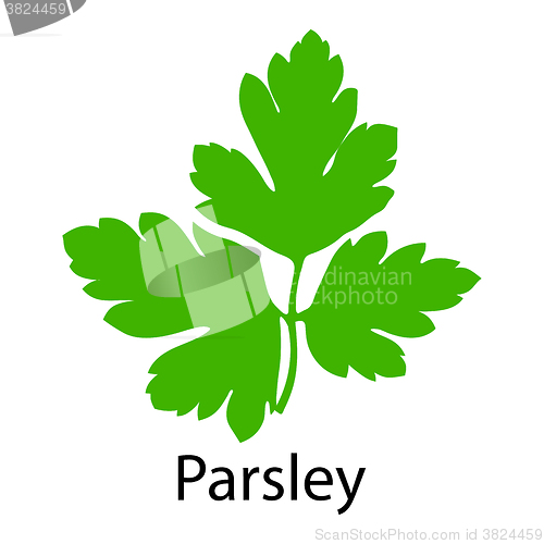 Image of Parsley icon