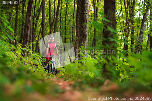 Image of Rider on Mountain Bicycle it the forest