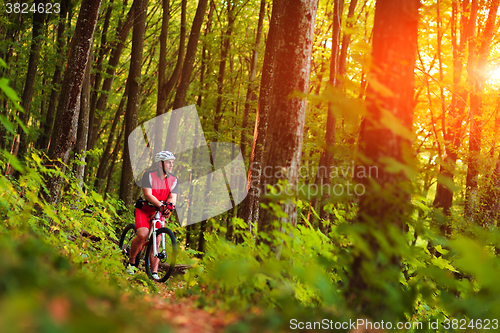 Image of Rider on Mountain Bicycle it the forest
