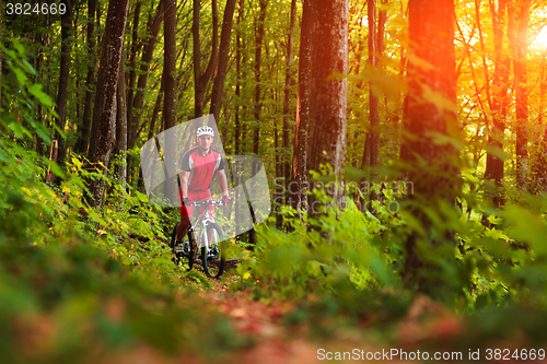 Image of Rider on Mountain Bicycle it the forest