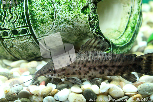 Image of Hoplosternum thoracatum in aquarium