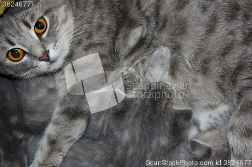 Image of cat with kittens of Scottish Straight 