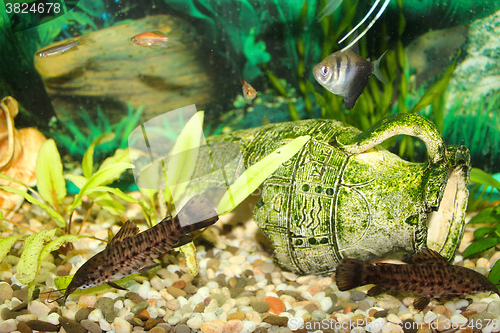 Image of Hoplosternum thoracatum in aquarium