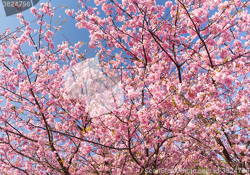 Image of Sakura flower