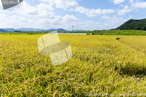 Image of Rice meadow