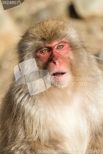 Image of Beautiful monkey