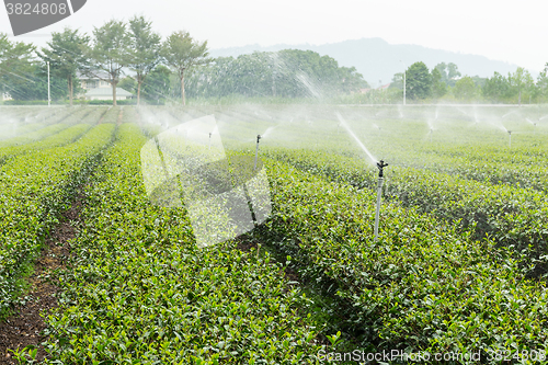 Image of Green tea farm 