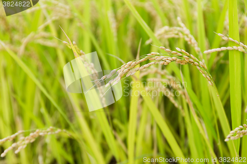 Image of Rice field