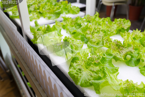 Image of Planting hydroponics system
