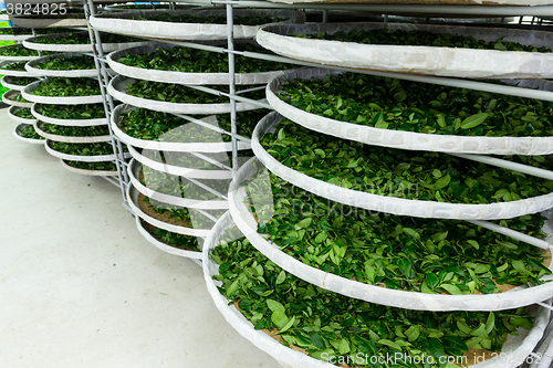 Image of Fermentation racks of tea