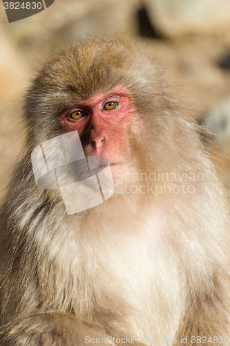 Image of Monkey