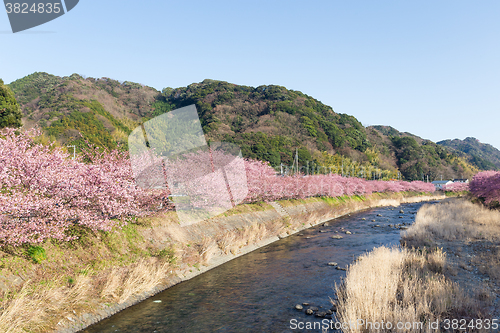 Image of Sakura tree and river