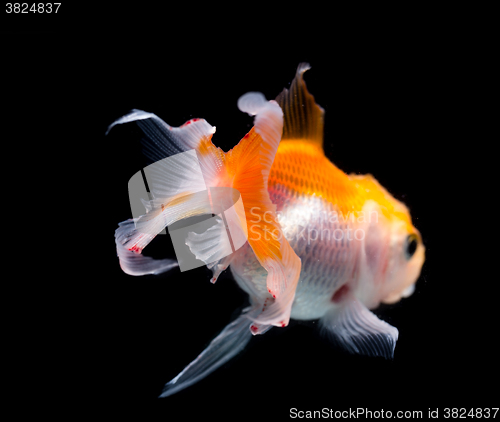 Image of The back view of Gold fish