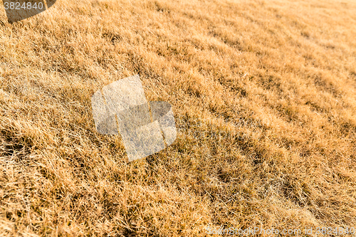 Image of Bunches of hay under sunny