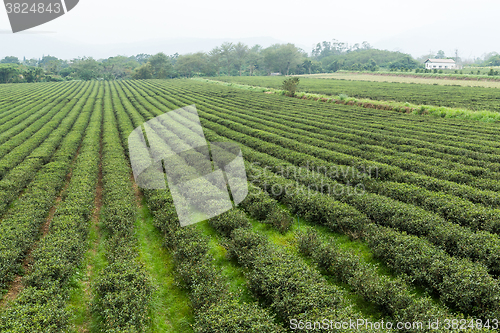 Image of Green tea farm 