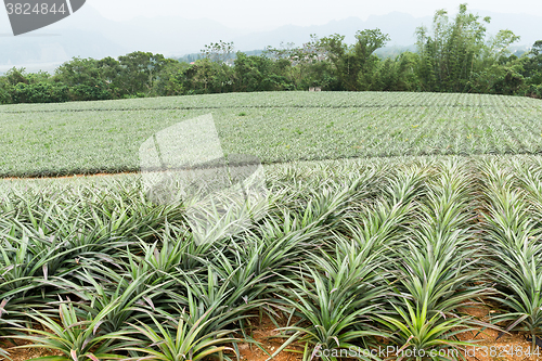 Image of Pineapple field