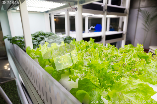 Image of Organic hydroponic vegetable cultivation farm at indoor