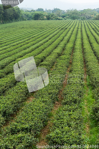 Image of Tea farm on mountain