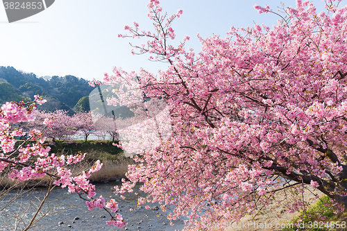 Image of Sakura flower and river