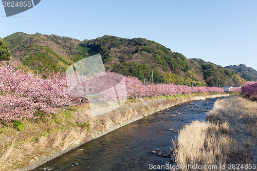 Image of Sakura tree and river in kawazu city