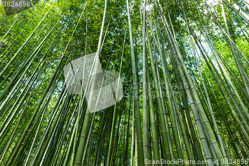 Image of lush bamboo forest