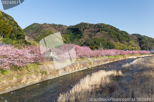 Image of Cherry blossom in kawazu