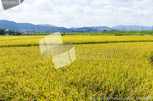 Image of Rice meadow