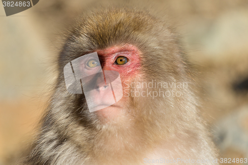 Image of Cute monkey in Japan