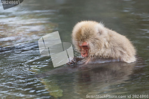 Image of Monkey enjoy onsen