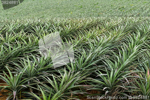 Image of Pineapple tropical fruit growing in a farm