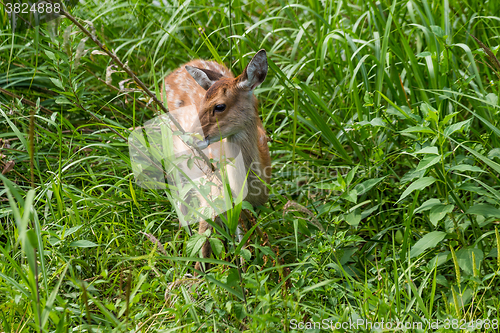 Image of Deer standing in grass