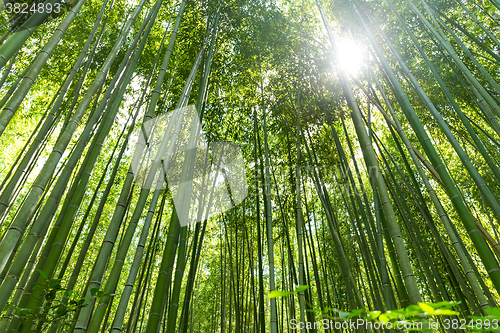 Image of Bamboo grove