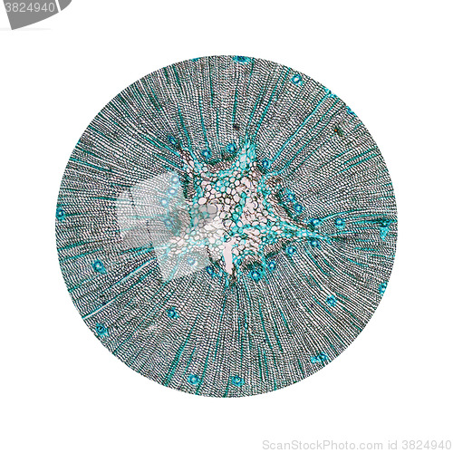 Image of Pine Wood micrograph
