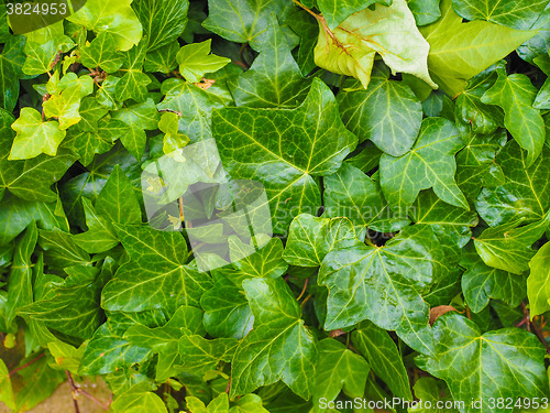 Image of Green ivy background