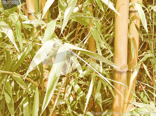 Image of Retro looking Leaf picture