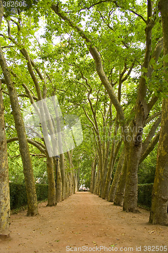 Image of path in the trees