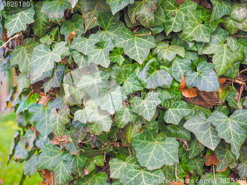 Image of Ivy leaves